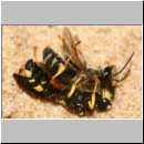 Cerceris rybyensis - Knotenwespe 33 mit Lasioglossum sexstrigatum - Furchenbiene.jpg